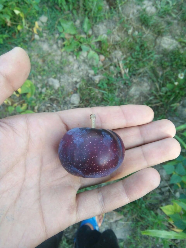 Black Amber Plum 