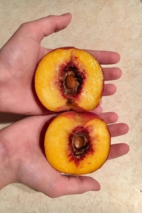 Black Amber Plum 
