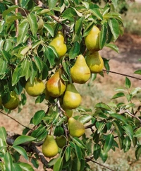 Pear (Nashpati) 