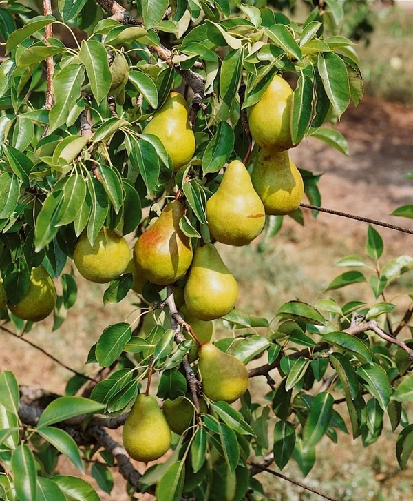 Pear (Nashpati) 