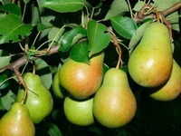 Pear (Nashpati) 