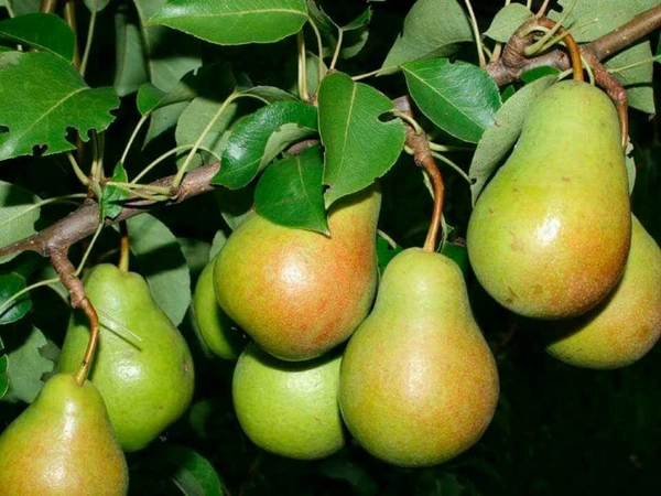 Pear (Nashpati) 