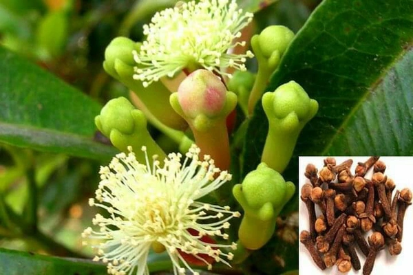 Clove (Lavanga)