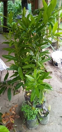 Clove (Lavanga)