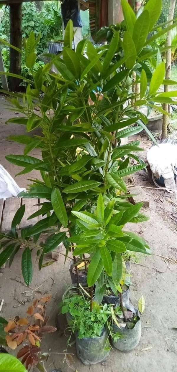 Clove (Lavanga)