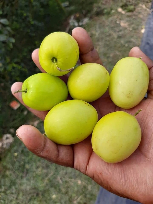Green BAU Apple Ber