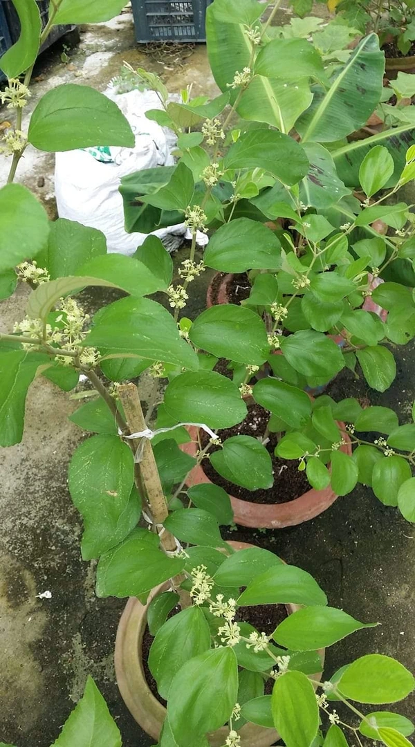 Green BAU Apple Ber