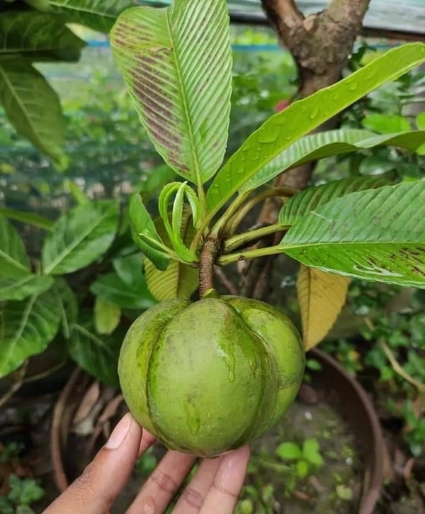 Elephant Apple ( Chalta ) 