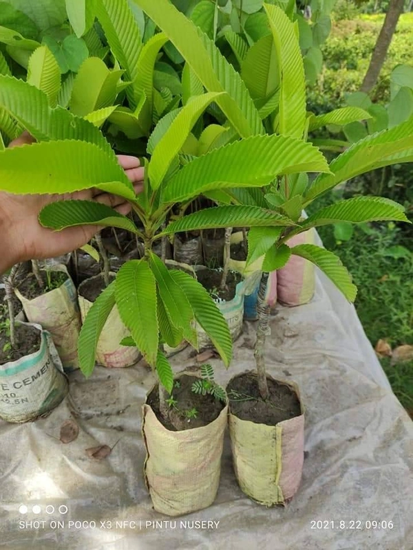 Elephant Apple ( Chalta ) 