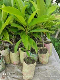 Elephant Apple ( Chalta ) 