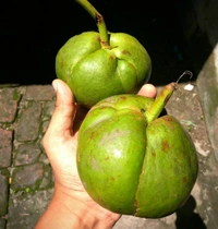 Elephant Apple ( Chalta ) 