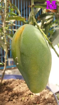 BARI-11 All Time Mango 