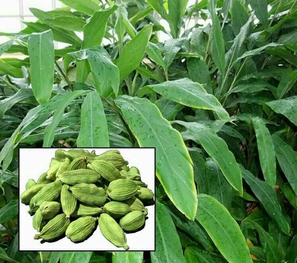 Elachi ( Cardamom) 