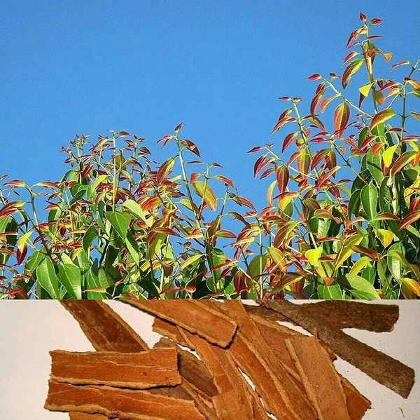 Cinnamon (Daruchini)
