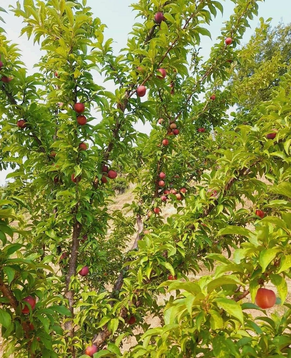 Alubukhara Pulm