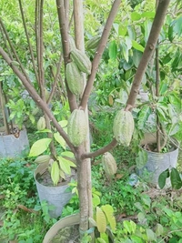 Cocoa 