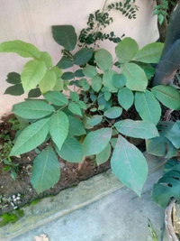 Walnut ( Akhrot ) 
