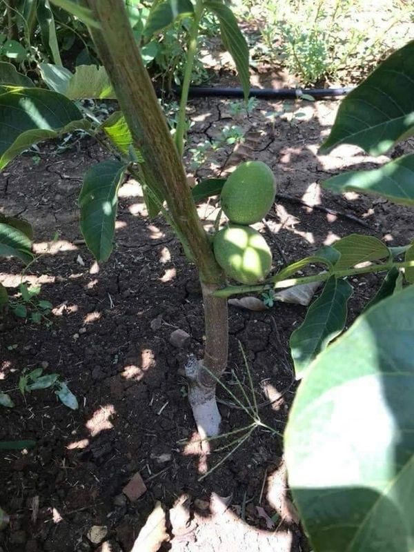 Walnut ( Akhrot ) 
