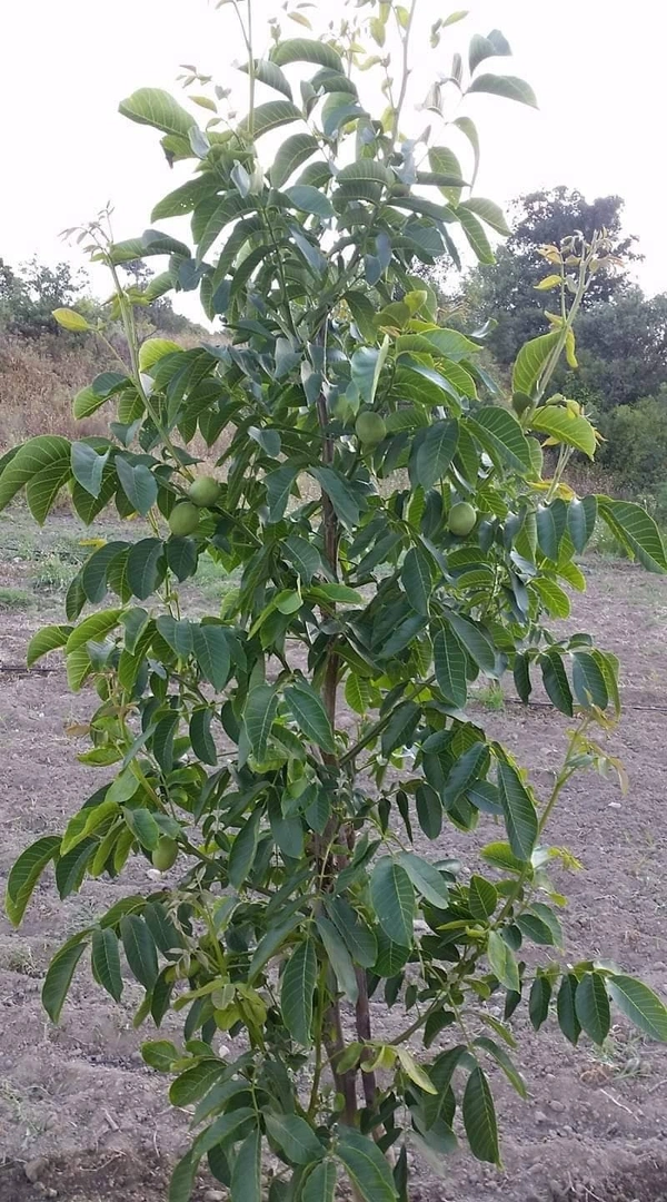 Walnut ( Akhrot ) 