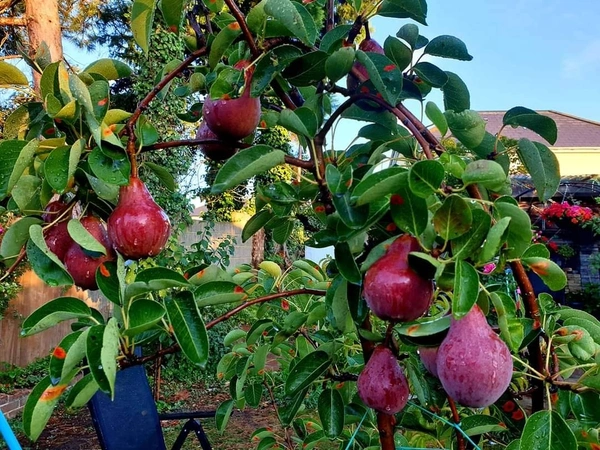 Red Pear