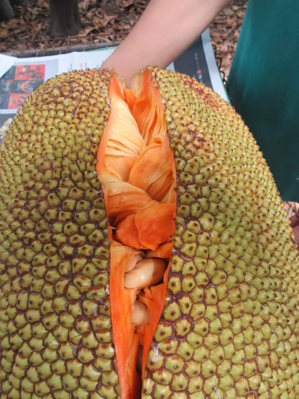 Red Jackfruit ( Thai Dwarf ) 