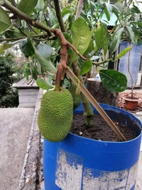Red Jackfruit ( Thai Dwarf ) 