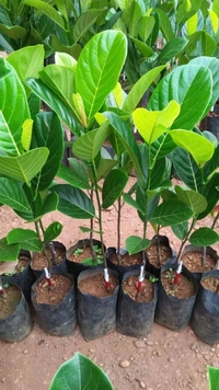 Red Jackfruit ( Thai Dwarf ) 