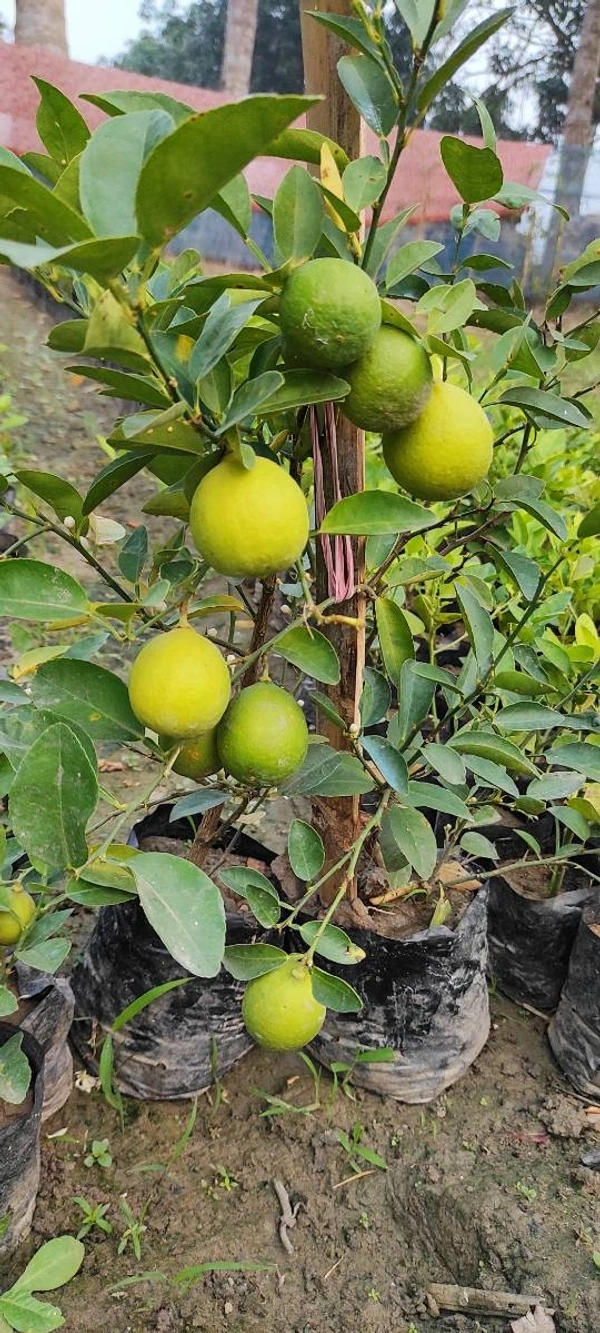 Kolkata Patti Lemon (All Season) 
