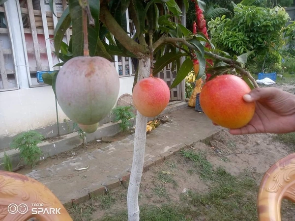 R2E2 Mango