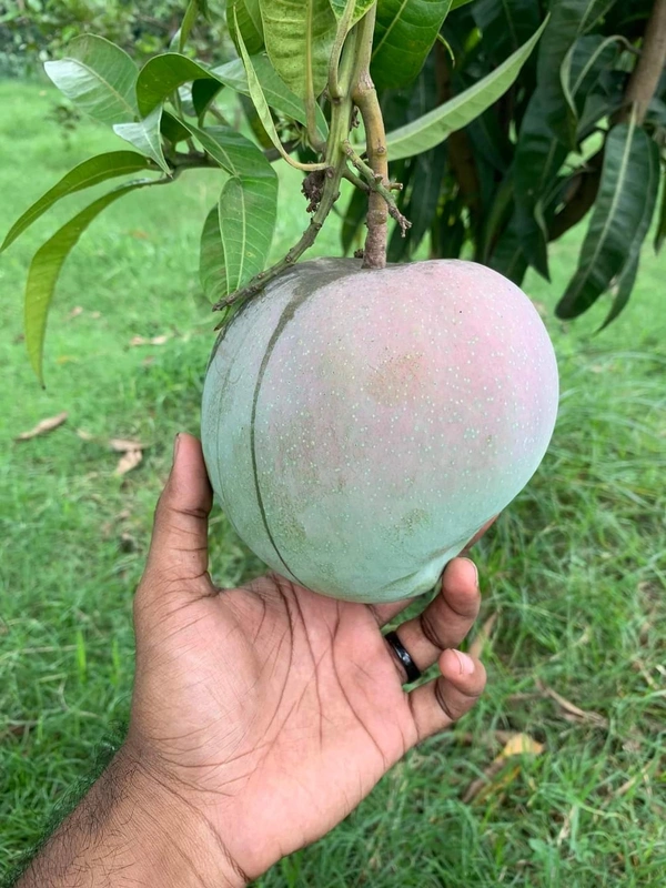 R2E2 Mango