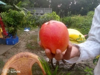R2E2 Mango