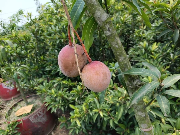 R2E2 Mango