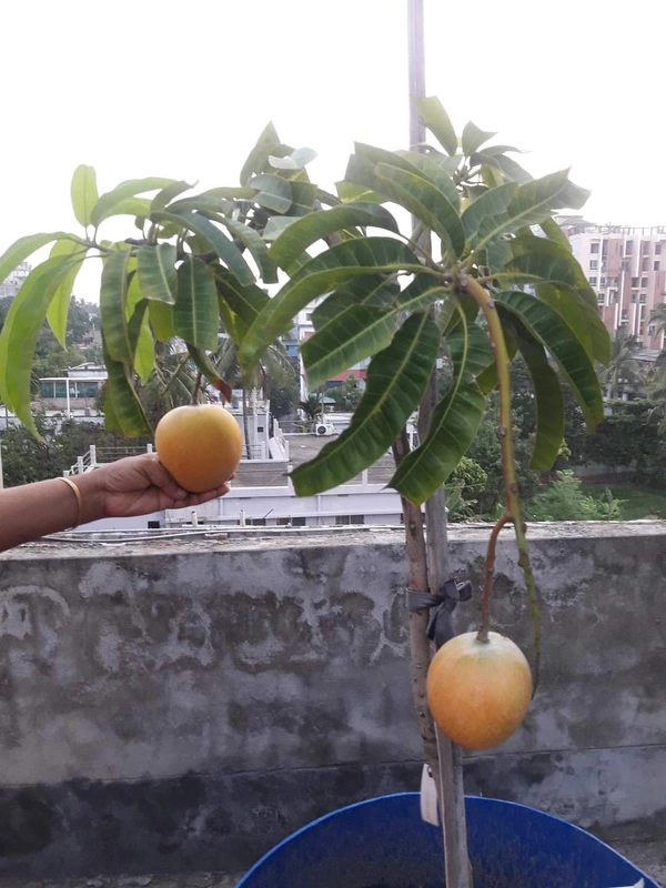 R2E2 Mango