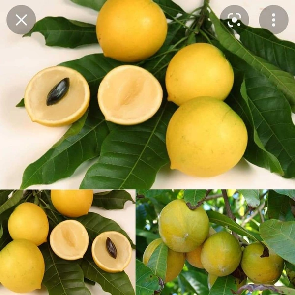 Abiu