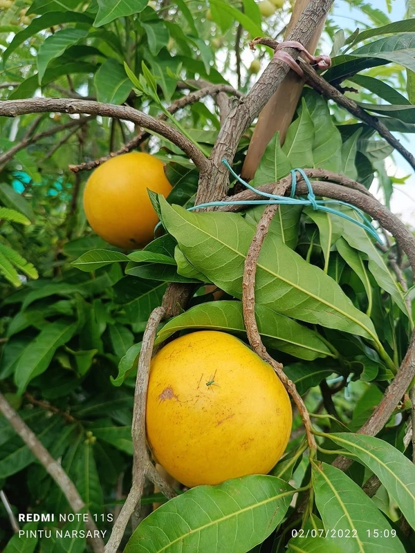 Abiu