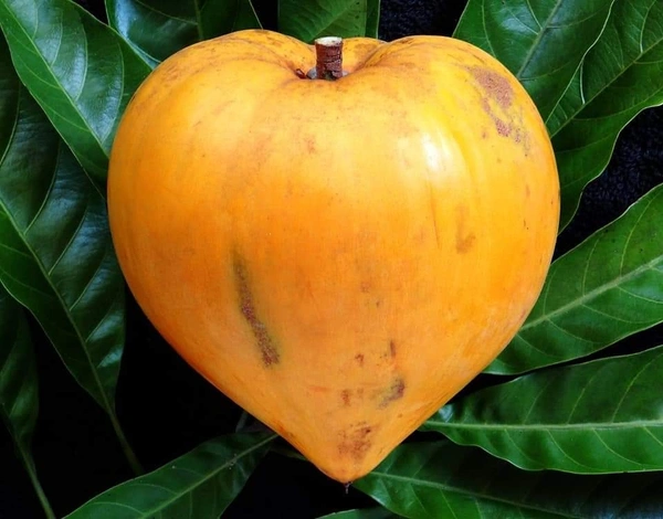 Cau Fruit 