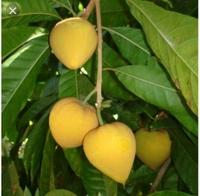 Cau Fruit 