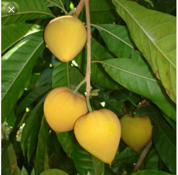 Cau Fruit 