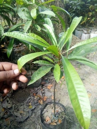 Cau Fruit 
