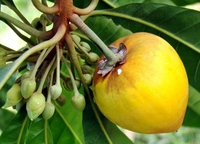 Cau Fruit 