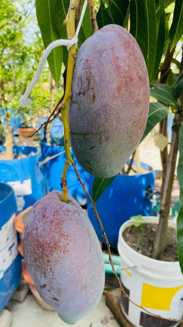 Austin Mango
