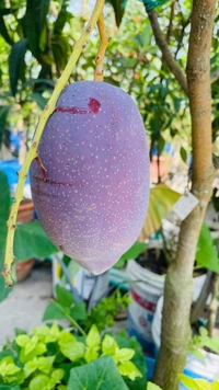 Austin Mango