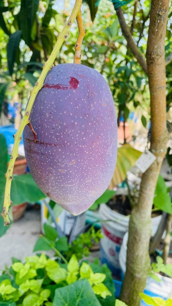 Austin Mango