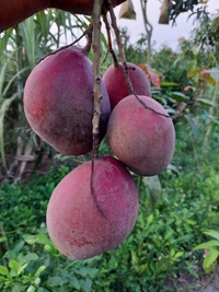 Austin Mango
