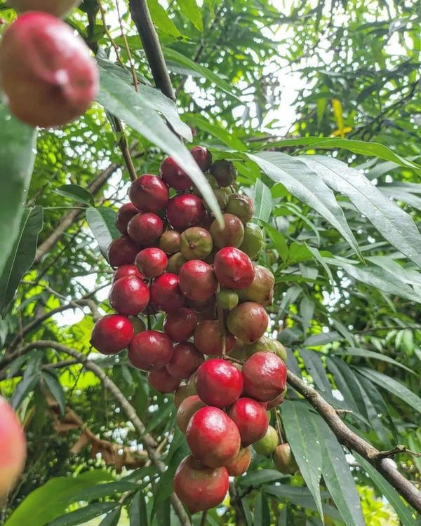Malayan Cherry 