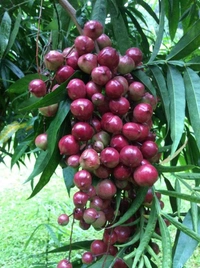 Malayan Cherry 