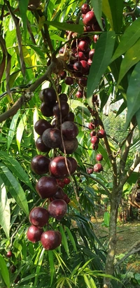 Malayan Cherry 