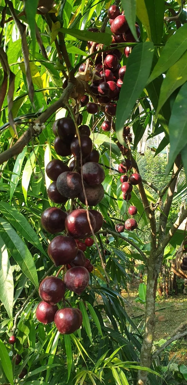 Malayan Cherry 