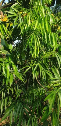 Malayan Cherry 