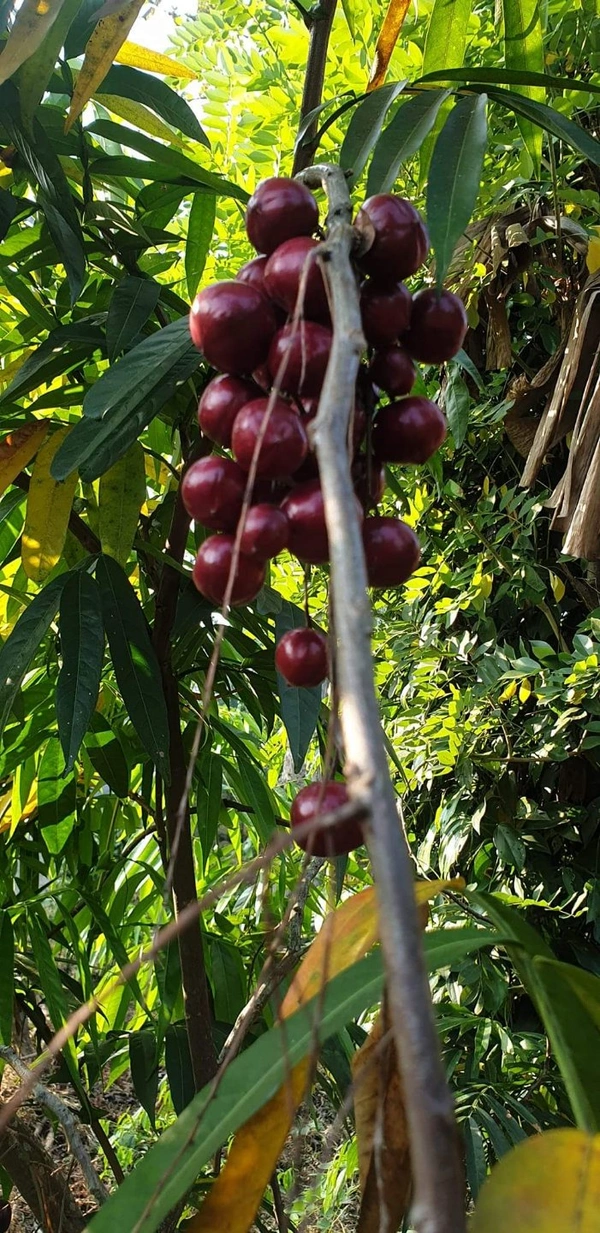 Malayan Cherry 